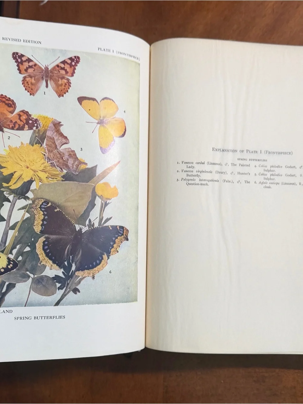 The Butterfly Book by - Teal Clothbound Coffee Table Book